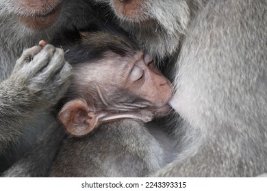 a mother monkey nursing her child - Shutterstock ID 2243393315