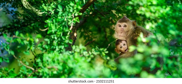 A mother monkey protects her cub on a tamarind tree in a tropical forest. In the tree frame. Leave space on the left to enter text.