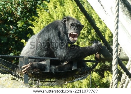 Mother monkey screaming to the camera with her baby monkey
