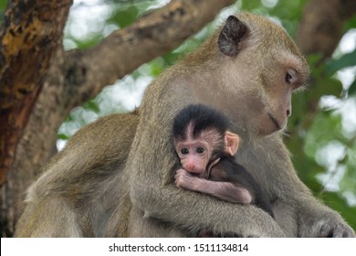 Mother monkeys take care of baby monkeys. - Powered by Shutterstock
