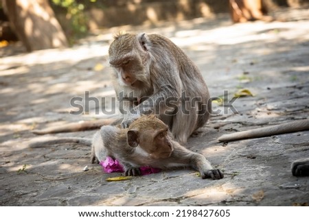 Mother monkeys take care of baby monkeys. Close up
Funny little monkey stick out tongue.
Cute baby monkey, Monkey family.
Mother and baby Balinese long-tailed monkey at temple, Bali, Indonesia.