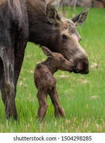 Baby Moose Images Stock Photos Vectors Shutterstock