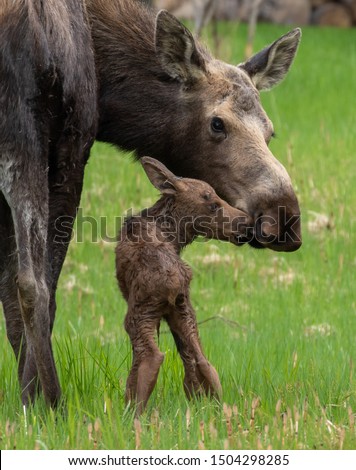 Mother moose with calf.  The baby moose was born less than an hour before.