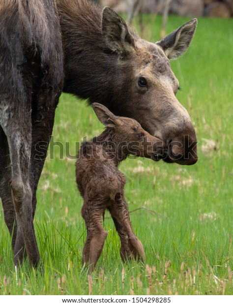 Mother moose with calf.  The baby moose was born\
less than an hour\
before.