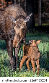 Mother moose with a calf. Moose family. Moose mom with moose calf