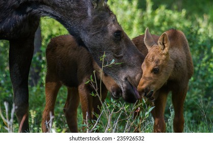 Mother moose shares a plant with her twin calves