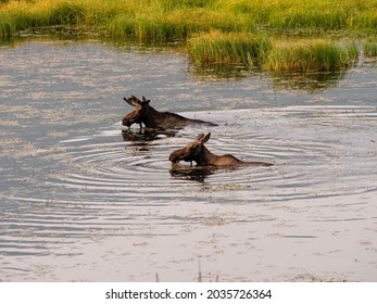 Mother Moose Swimming With Her Young Calf In The Marsh While Feeding At Sunrise.