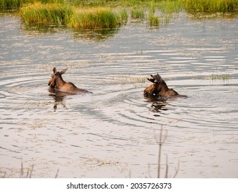 Mother Moose Swimming With Her Young Calf In The Marsh While Feeding At Sunrise.