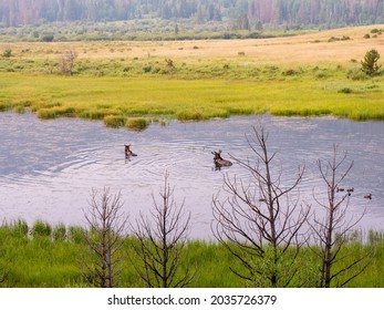 Mother Moose Swimming With Her Young Calf In The Marsh While Feeding At Sunrise.