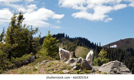 Mother Nanny Goats walking down Hurricane Hill in Olympic National Park in Washington State USA