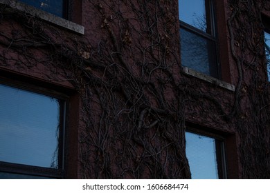 Mother Nature Reclaiming A Building Through A Thick Covering Of Vines Climbing Up The Side Of The Building. 