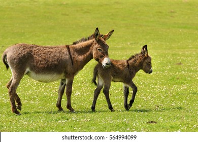 Mother and newborn baby donkeys on the floral meadow