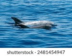 A Mother and newborn calf Risso dolphin close up portrait on blue sea surface