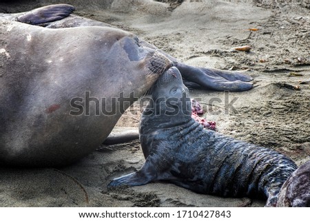 Similar – kuschelzeit Küste Farbfoto