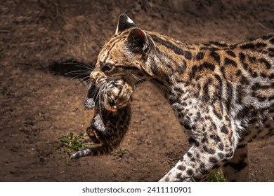 Mother Ocelot Carrying Baby on its mouth (Leopardus pardalis)
