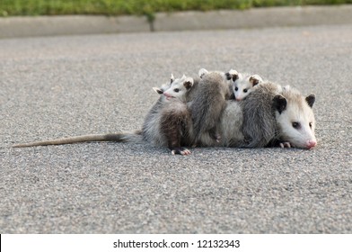 Mother Opossum Carrying Her Babies