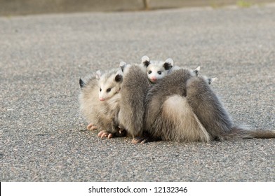 Mother Opossum Carrying Her Babies