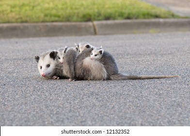 Mother Opossum Carrying Her Babies