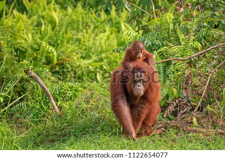 Mother orangutan (orang-utan) with funny cute baby on hers neck in theirs natural environment in the rainforest on Borneo (Kalimantan) island with trees and palms behind.
