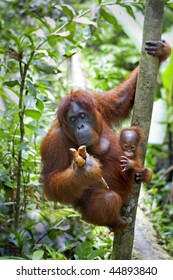 Mother orangutan and her baby photographed in the jungle in Sabah, Borneo, Malaysia
