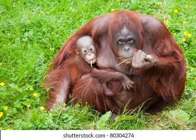 Baby Orangutan Images Stock Photos Vectors Shutterstock