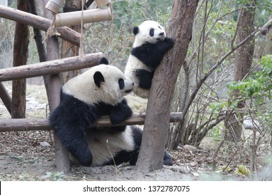 Mother Panda And Her Cub Are Playing On The Yard, Chengdu, China