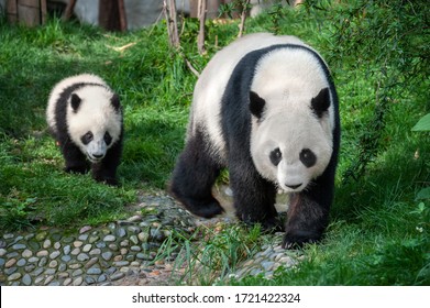Mother panda walking with panda cub