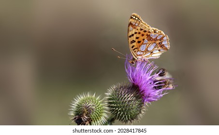 Mother Of Pearl Butterfly And Two Bees Fit On A Thistle Flower.jpg