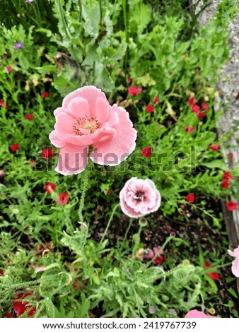 Mother of Pearl is a mix of poppy (Papaver rhoeas) colors in pastel shades. Attracts bees. They are beautiful flowers.