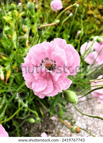 Mother of Pearl is a mix of poppy (Papaver rhoeas) colors in pastel shades. Attracts bees. They are beautiful flowers.