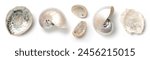 mother of pearl: pearly nautilus pompilius, shiny abalone and oyster shells isolated over a white background, cut-out ocean, summer, beach, vacation, scuba diving, or lifestyle design elements