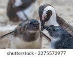 Mother penguin feeding her babies - Boulders Beach - Cape Town, South Africa