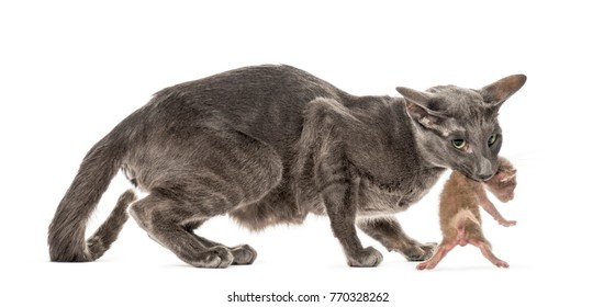 Mother Peterbald Cat Carrying Her New Born Baby In Her Mouth, Isolated On White