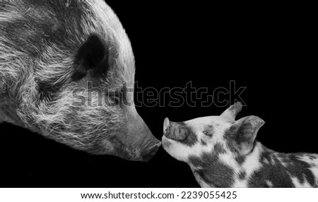 Mother Pig Caring Her Baby On The Black Background