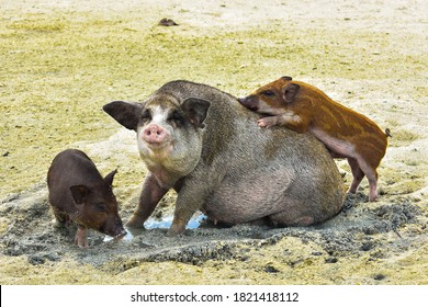 Mother pig and piglets were sitting and enjoy playing together on mud in the sea when low tide at Madsum island, Thailand. Popular cute pigs on seaside in paradise island. Travel and holiday in summer