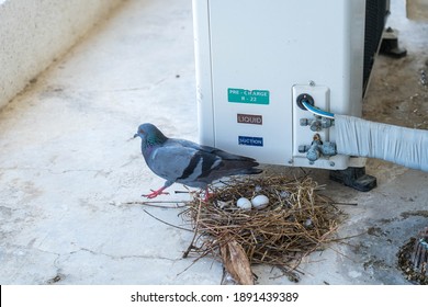 Pigeon Images Photos Et Images Vectorielles De Stock Shutterstock