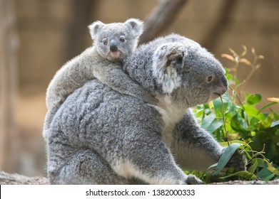 Mother To Piggyback The Baby Koala.