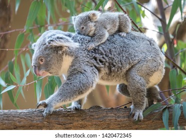 Mother To Piggyback The Baby Koala.