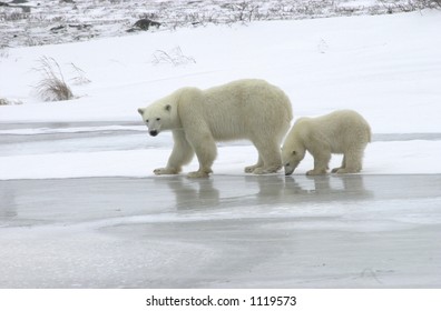 Mother With Polar Bear Cub At Churchill Manitoba