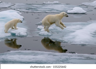 mother polar bear and cub jumping across ice floe in arctic ocean north of svalbard norway