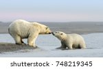 Mother Polar Bear and her cub rub noses near the village of Kaktovik in the Beaufort Sea off the north coast of Alaska.  Polar Bears gather here in large numbers every fall.
