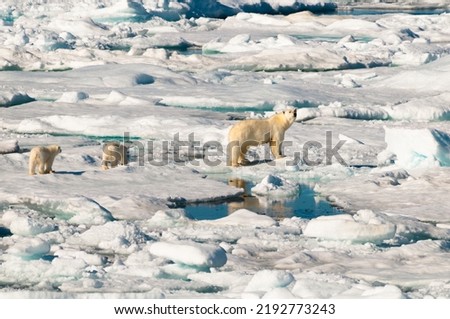 Mother polar bear and her two cubs walking an ice pack in the Arctic Circle, Nordaustlandet, Svalbard, Norway