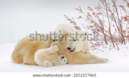 mother polar bear and her two children