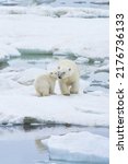 Mother polar bear with one cub (Ursus Maritimus) walking on the ice, Wrangel Island, Chuckchi Sea, Russian Far East, Asia