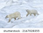 Mother polar bear with a two years old cub (Ursus Maritimus) walking on the ice, Wrangel Island, Chuckchi Sea, Russian Far East, Asia