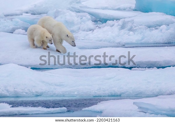 Mother polar\
bear walking with cub on ice in the Viscount Melville Sound,\
Nunavut, Canada high arctic polar\
region.
