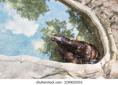 Mother Pygmy Hippo Laying In The Water With Her Baby Calf At A Zoo