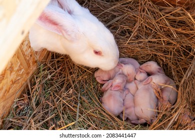 The Mother Rabbit Sniffs Her Newborn Rabbits In The Nest.