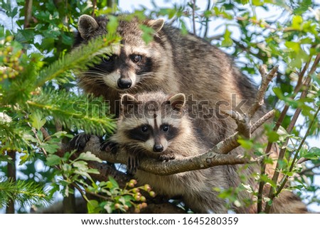 Mother raccoon and her cub on a tree in the forest.