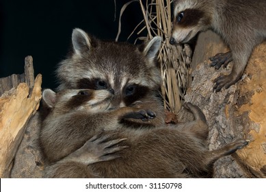 A Mother Racoon Holding Her Young Baby Raccoon